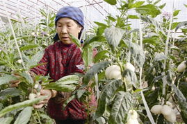 春菜上市，新鮮零售點亮餐桌希望